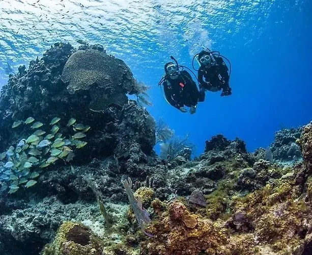 Otel Sharks Bay Oasis & Butterfly Diving Center