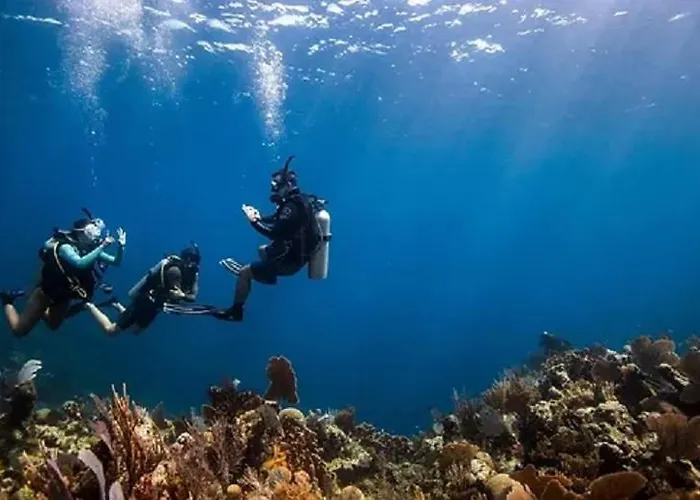 Sharks Bay Oasis & Butterfly Diving Center