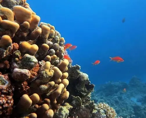 Otel Sharks Bay Oasis & Butterfly Diving Center