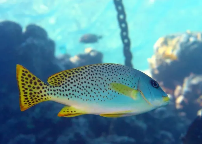 Sharks Bay Oasis & Butterfly Diving Center Otel Şarm El-Şeyh