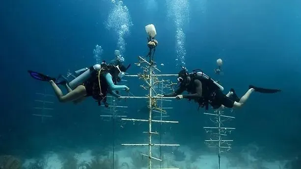 Sharks Bay Oasis & Butterfly Diving Center Şarm El-Şeyh