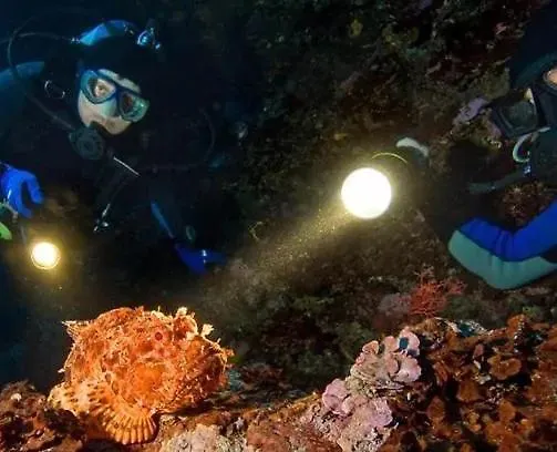 Otel Sharks Bay Oasis & Butterfly Diving Center 4*