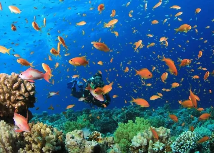 Sharks Bay Oasis & Butterfly Diving Center Otel