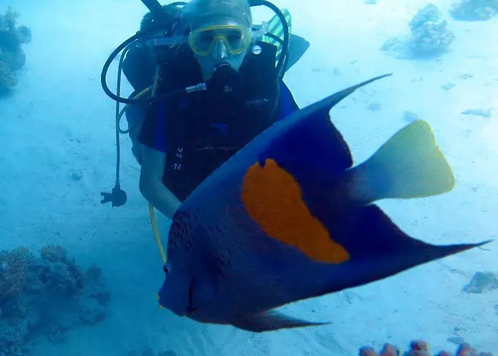 Sharks Bay Oasis & Butterfly Diving Center Şarm El-Şeyh