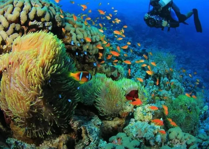Sharks Bay Oasis & Butterfly Diving Center 4*